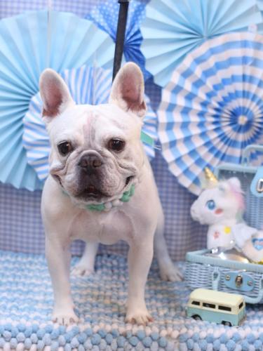 20231126ブーくん